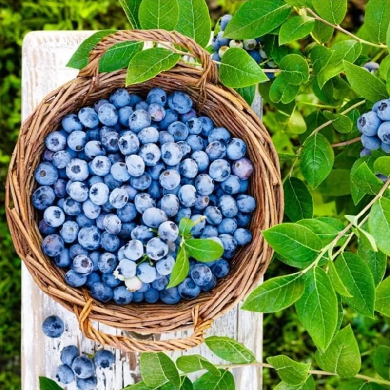 Emerald Blueberry Live Plant – 4-6 Inch Tall Fruit Seedling – 4 Inch Pot Emerald Blueberry Live Plant – 4-6 Inch Tall Fruit Seedling – 4 Inch Pot - Image 2