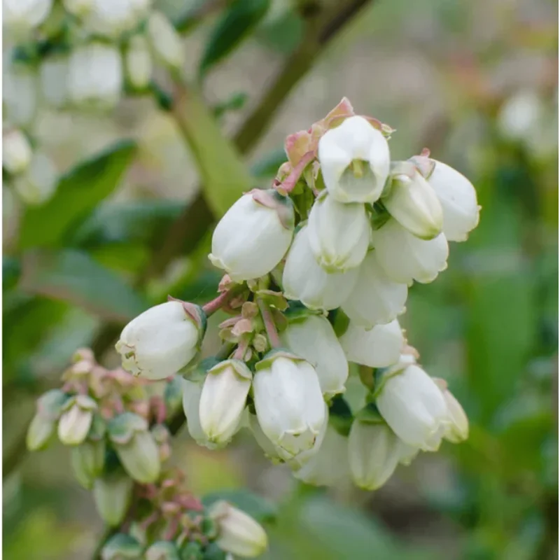 Emerald Blueberry Live Plant – 4-6 Inch Tall Fruit Seedling – 4 Inch Pot Emerald Blueberry Live Plant – 4-6 Inch Tall Fruit Seedling – 4 Inch Pot - Image 4