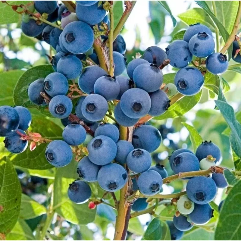 Emerald Blueberry Live Plant – 4-6 Inch Tall Fruit Seedling – 4 Inch Pot Emerald Blueberry Live Plant – 4-6 Inch Tall Fruit Seedling – 4 Inch Pot - Image 5