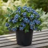 Emerald Blueberry Live Plant - 4 Inch Pot - Fruit Bush for Home Garden - Image 1