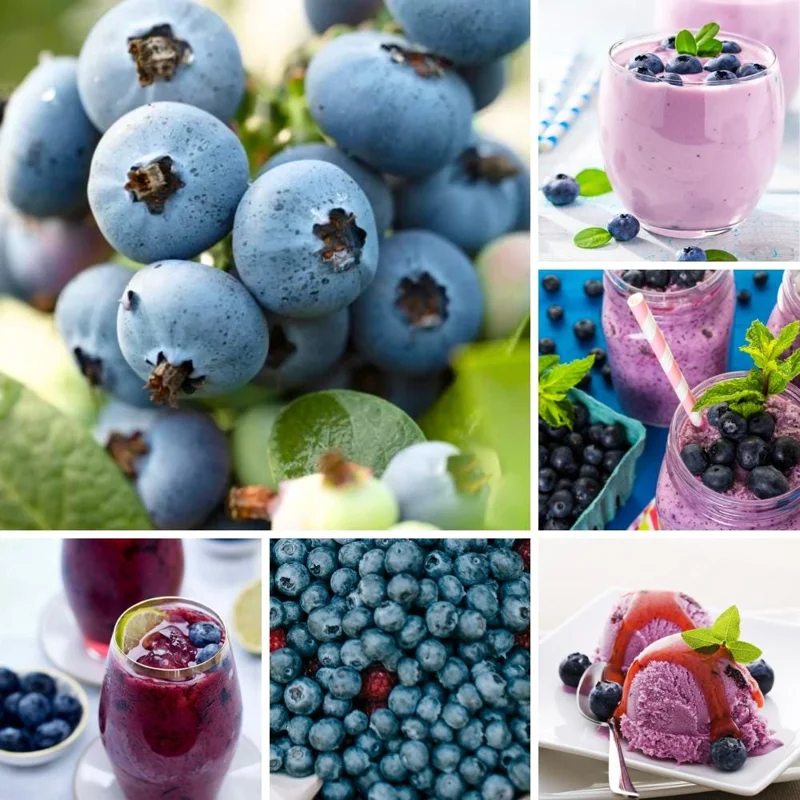 Emerald Blueberry Live Plant - Bush for Fruit, 4 Inch Pot, Outdoor Emerald Blueberry Live Plant - Bush for Fruit, 4 Inch Pot, Outdoor - Image 2