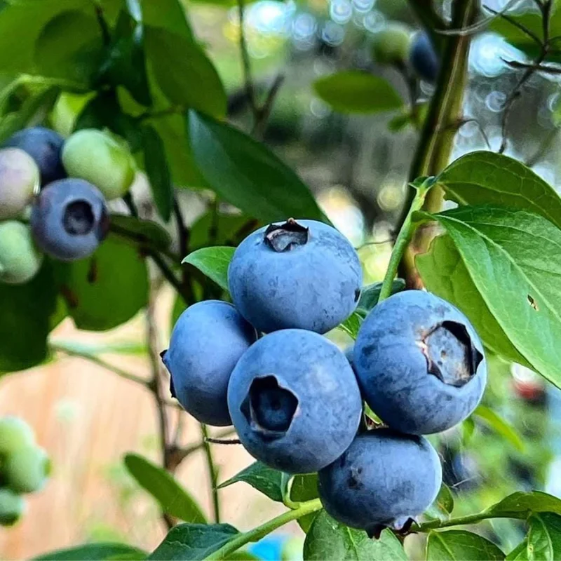 Emerald Blueberry Live Plant - Bush for Fruit, 4 Inch Pot, Outdoor Emerald Blueberry Live Plant - Bush for Fruit, 4 Inch Pot, Outdoor - Image 3