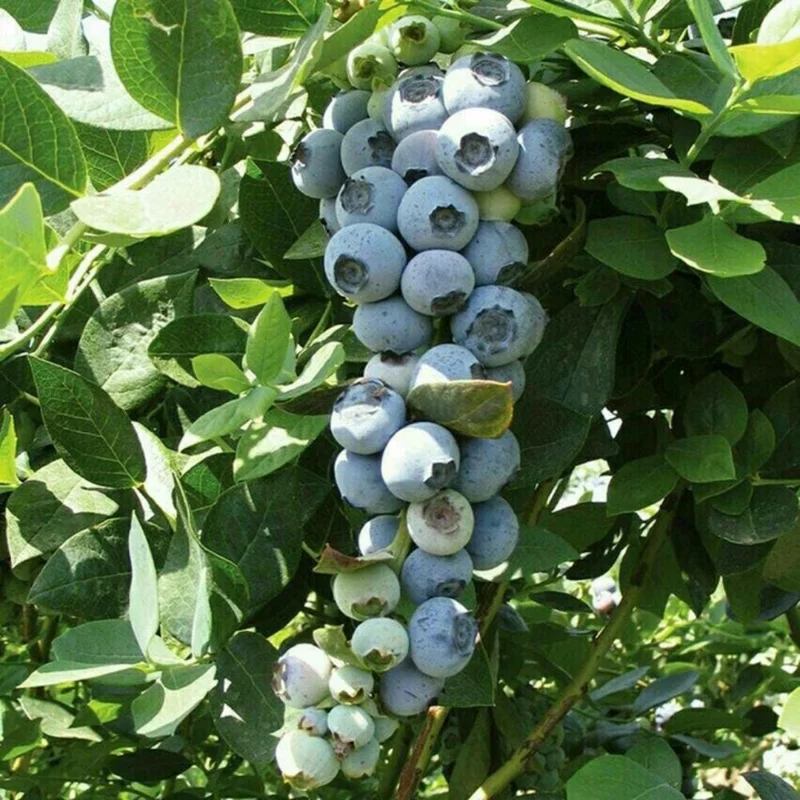 Emerald Blueberry Live Plant - Bush for Fruit, 4 Inch Pot, Outdoor Emerald Blueberry Live Plant - Bush for Fruit, 4 Inch Pot, Outdoor - Image 4