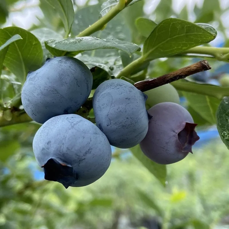 Emerald Blueberry Live Plant - Bush for Fruit, 4 Inch Pot, Outdoor Emerald Blueberry Live Plant - Bush for Fruit, 4 Inch Pot, Outdoor - Image 5