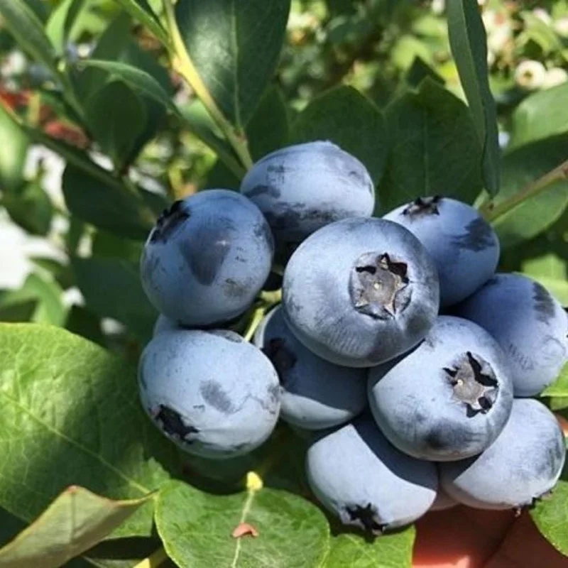 Emerald Blueberry Live Plant - Bush for Fruit, 4 Inch Pot, Outdoor Emerald Blueberry Live Plant - Bush for Fruit, 4 Inch Pot, Outdoor - Image 6