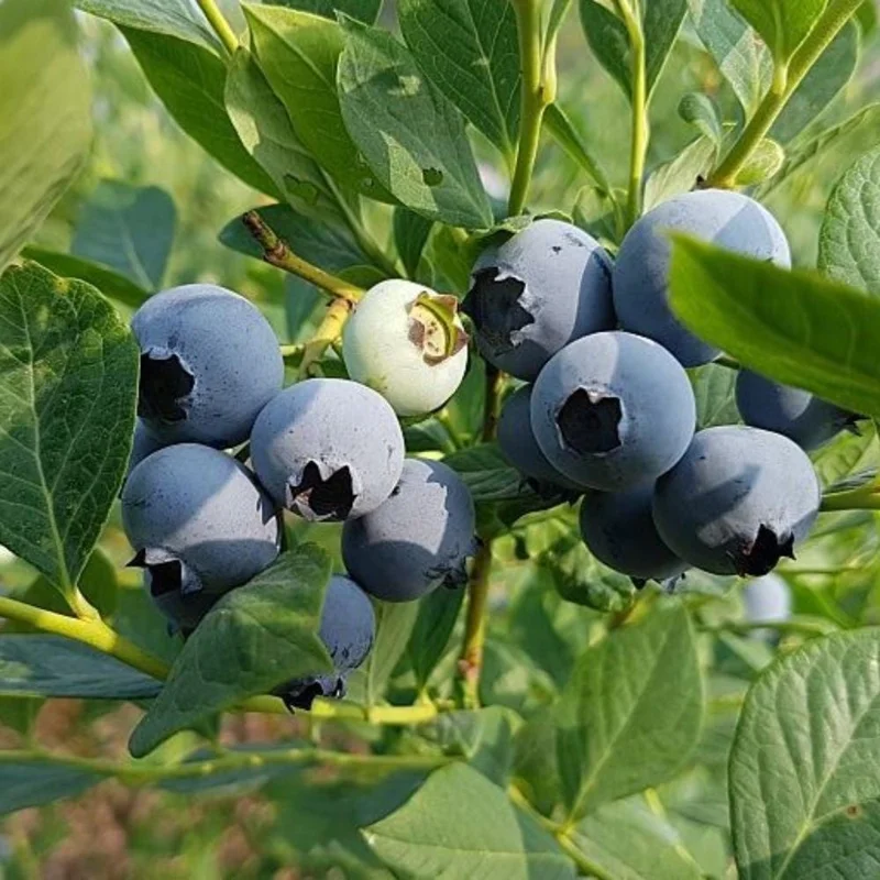 Emerald Blueberry Live Plant - Bush for Fruit, 4 Inch Pot, Outdoor Emerald Blueberry Live Plant - Bush for Fruit, 4 Inch Pot, Outdoor - Image 7