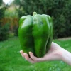 Emerald Giant Bell Pepper Seeds - Sweet, Non-GMO, Organic, Heirloom - 30+ Seeds - Image 1