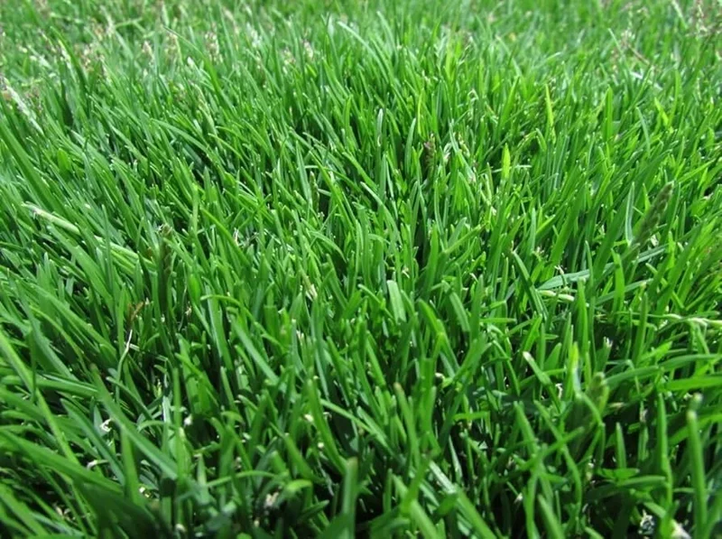 Emerald Zoysia Grass Seeds - 1000 Count - Premium Lawn Turf Drought & Heat Tolerant Emerald Zoysia Grass Seeds - 1000 Count - Premium Lawn Turf Drought & Heat Tolerant - Image 2