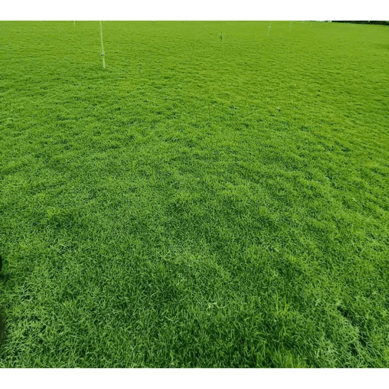 Emerald Zoysia Grass Seeds – 1,000 Seeds for Lush Green Lawn Emerald Zoysia Grass Seeds – 1,000 Seeds for Lush Green Lawn - Image 5