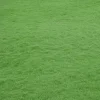 Emerald Zoysia Grass Seeds - 100,000 Seeds for Lush Lawn - Image 1