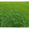 Emerald Zoysia Grass Seeds – 12,000 Count for Lush Lawns – Outdoor - Image 1