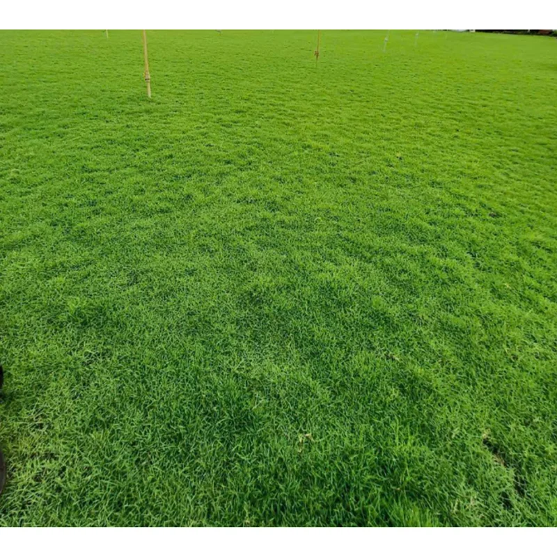 Emerald Zoysia Grass Seeds for Lawn – 1/4 Lb Pack – Durable & Lush Turf - Image 1