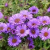 England Aster Lavender Live Plant Plug – 2-6 Inch Tall Perennial Flower - Image 1