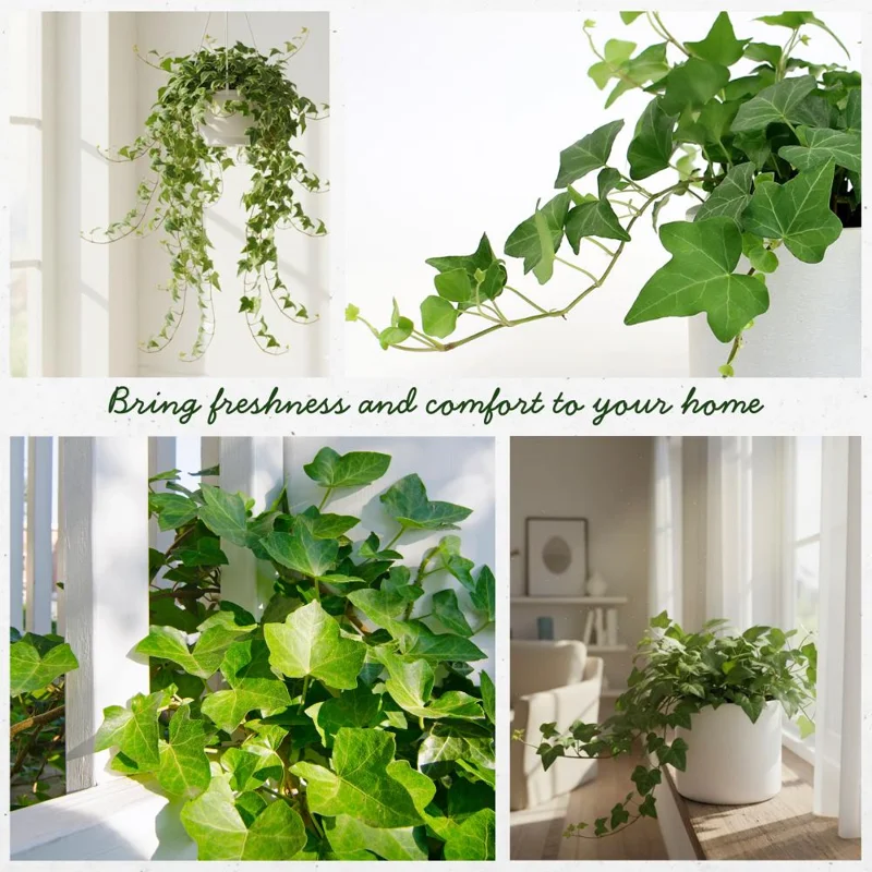 English Ivy Live Plant – 4-6 Inch Tall Trailing Houseplant – Indoor Perennial Display - Image 2
