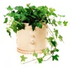 English Ivy Live Plant – 4-6 Inch Tall Trailing Houseplant – Indoor Perennial Display - Image 1