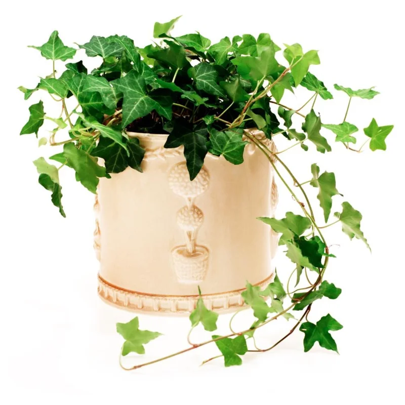 English Ivy Live Plant – 4-6 Inch Tall Trailing Houseplant – Indoor Perennial Display - Image 1