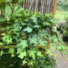 English Ivy Live Plant – 4 Inch Pot Classic Trailing Houseplant – Indoor/Outdoor English Ivy Live Plant – 4 Inch Pot Classic Trailing Houseplant – Indoor/Outdoor - Image 1