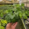 English Ivy Live Plant – Hedera helix Vine, 4 inch or 6 inch Pot – Indoor/Outdoor - Image 1