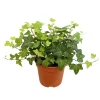 English Ivy Live Plant - Trailing Houseplant for Indoor & Outdoor Use - Image 1