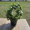 English Ivy Topiary Live Plant, Bird Cage Shape, 6 Inch Pot, Housewarming Gift - Image 1