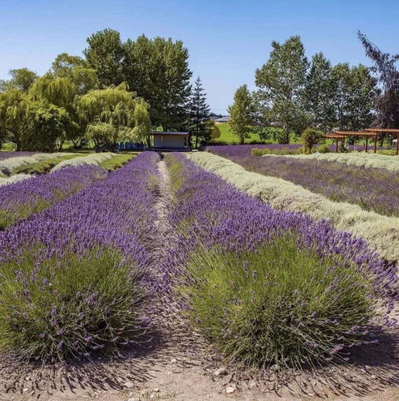 English Lavender Live Plant – Fragrant Purple Flowers, 1-2 Inch Tall, 5 Inch Pot English Lavender Live Plant – Fragrant Purple Flowers, 1-2 Inch Tall, 5 Inch Pot - Image 10