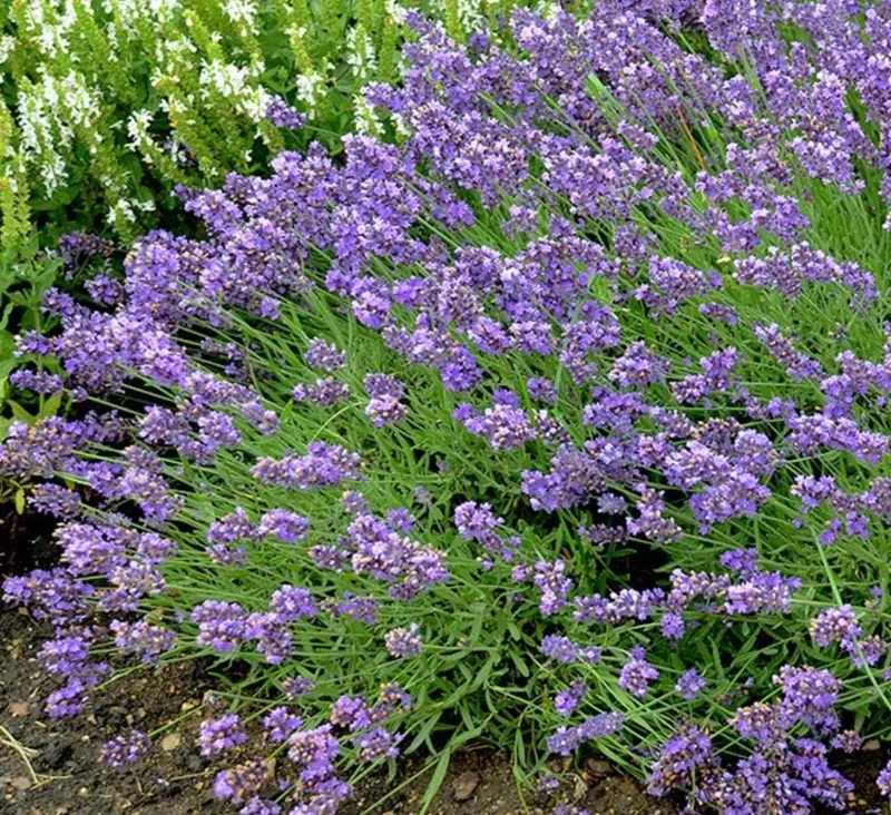English Lavender Live Plant – Fragrant Purple Flowers, 1-2 Inch Tall, 5 Inch Pot - Image 2