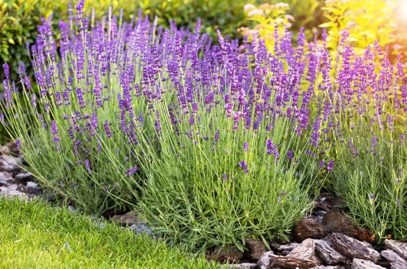 English Lavender Live Plant – Fragrant Purple Flowers, 1-2 Inch Tall, 5 Inch Pot English Lavender Live Plant – Fragrant Purple Flowers, 1-2 Inch Tall, 5 Inch Pot - Image 3
