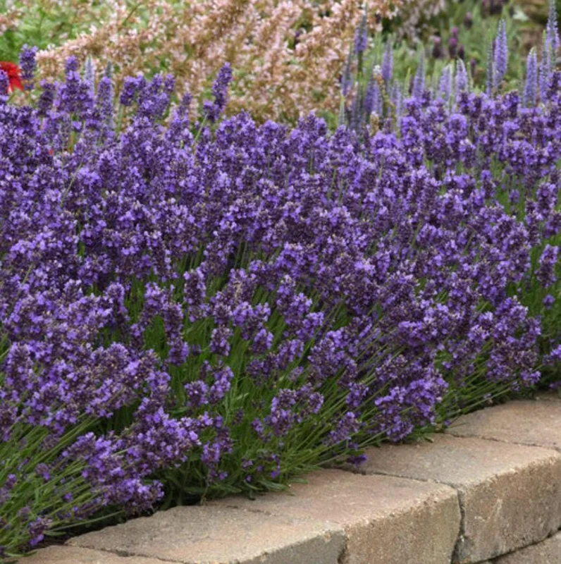 English Lavender Live Plant – Fragrant Purple Flowers, 1-2 Inch Tall, 5 Inch Pot English Lavender Live Plant – Fragrant Purple Flowers, 1-2 Inch Tall, 5 Inch Pot - Image 5