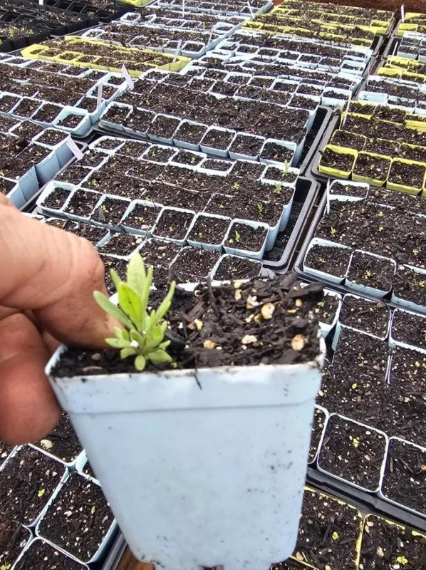 English Lavender Live Plant – Fragrant Purple Flowers, 1-2 Inch Tall, 5 Inch Pot English Lavender Live Plant – Fragrant Purple Flowers, 1-2 Inch Tall, 5 Inch Pot - Image 6