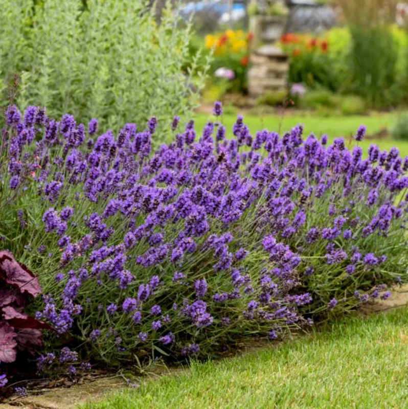 English Lavender Live Plant – Fragrant Purple Flowers, 1-2 Inch Tall, 5 Inch Pot English Lavender Live Plant – Fragrant Purple Flowers, 1-2 Inch Tall, 5 Inch Pot - Image 7