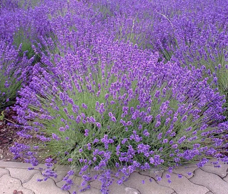 English Lavender Live Plant – Fragrant Purple Flowers, 1-2 Inch Tall, 5 Inch Pot - Image 1