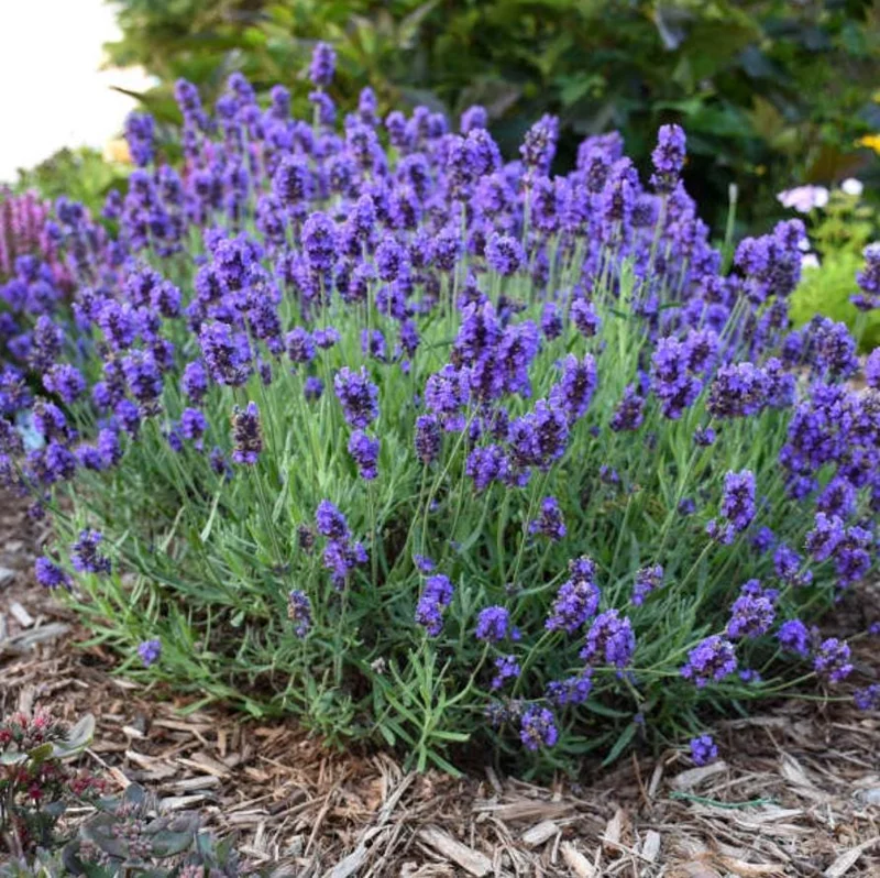 English Lavender Live Plant – Fragrant Purple Flowers, 1-2 Inch Tall, 5 Inch Pot English Lavender Live Plant – Fragrant Purple Flowers, 1-2 Inch Tall, 5 Inch Pot - Image 8