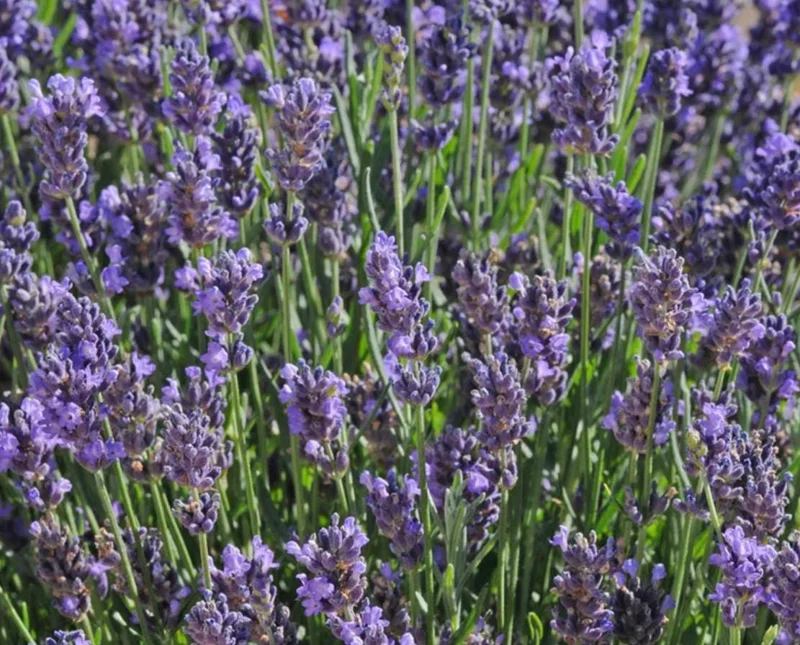 English Lavender Live Plant – Fragrant Purple Flowers, 1-2 Inch Tall, 5 Inch Pot English Lavender Live Plant – Fragrant Purple Flowers, 1-2 Inch Tall, 5 Inch Pot - Image 9