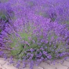 English Lavender Live Plant – Fragrant Purple Flowers – 1-2 Inch Tall – 5 Inch Pot – Outdoor English Lavender Live Plant – Fragrant Purple Flowers – 1-2 Inch Tall – 5 Inch Pot – Outdoor - Image 1