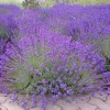 English Lavender Live Plant - Lavandula angustifolia - 2-5 inch Tall - 3 inch Pot - Fragrant Purple Herb for Gardens & Containers - Image 1