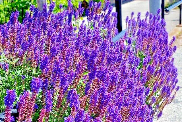 English Lavender Seeds | Munstead Variety | 100 Seeds | Hardy Herb | Outdoor Perennial - Image 2