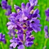 English Lavender Seeds | Munstead Variety | 100 Seeds | Hardy Herb | Outdoor Perennial - Image 1