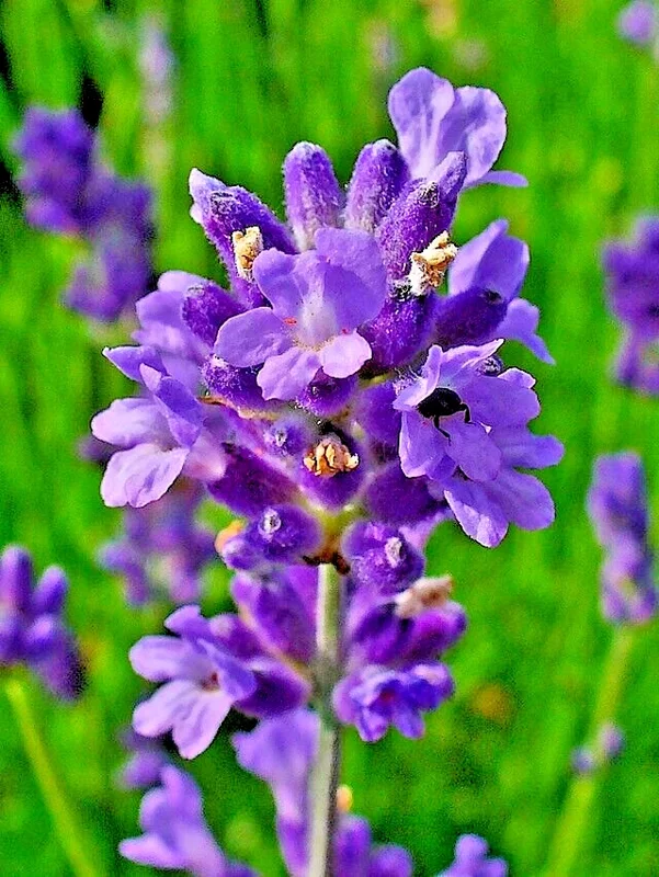 English Lavender Seeds | Munstead Variety | 100 Seeds | Hardy Herb | Outdoor Perennial - Image 1