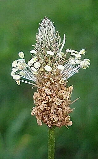 English Plantain Seeds - 1001 Hardy Plantago Lanceolata, Medicinal Herb, Perennial, Outdoor - Image 2