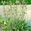 English Plantain Seeds - 1001 Hardy Plantago Lanceolata, Medicinal Herb, Perennial, Outdoor - Image 1