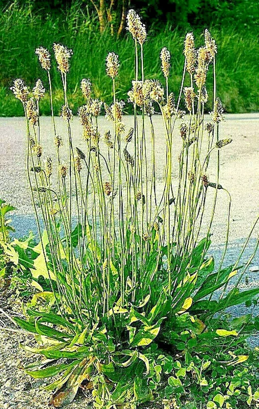 English Plantain Seeds - 1001 Hardy Plantago Lanceolata, Medicinal Herb, Perennial, Outdoor - Image 1