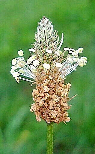 English Plantain Seeds - 500 Plantago Lanceolata Medicinal Herbal Seeds for Outdoor Growing - Image 2