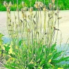 English Plantain Seeds - 500 Plantago Lanceolata Medicinal Herbal Seeds for Outdoor Growing - Image 1