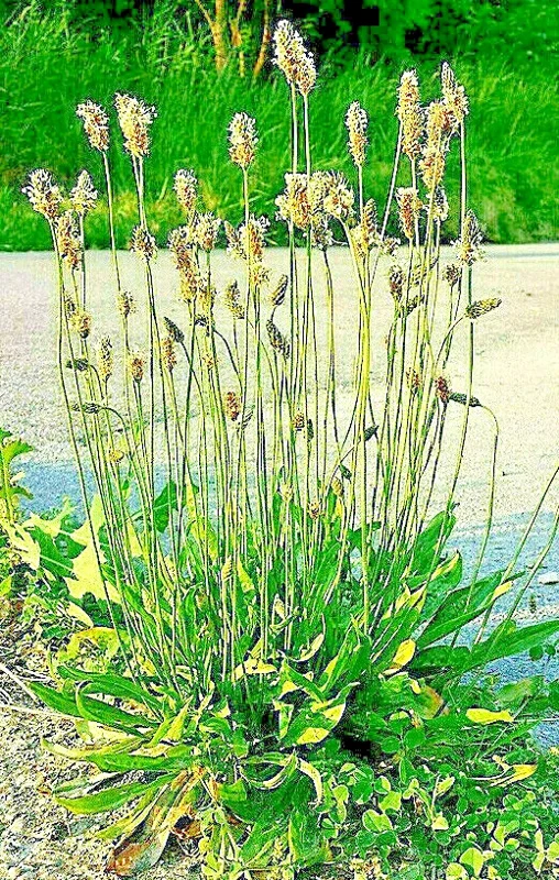 English Plantain Seeds - 500 Plantago Lanceolata Medicinal Herbal Seeds for Outdoor Growing - Image 1