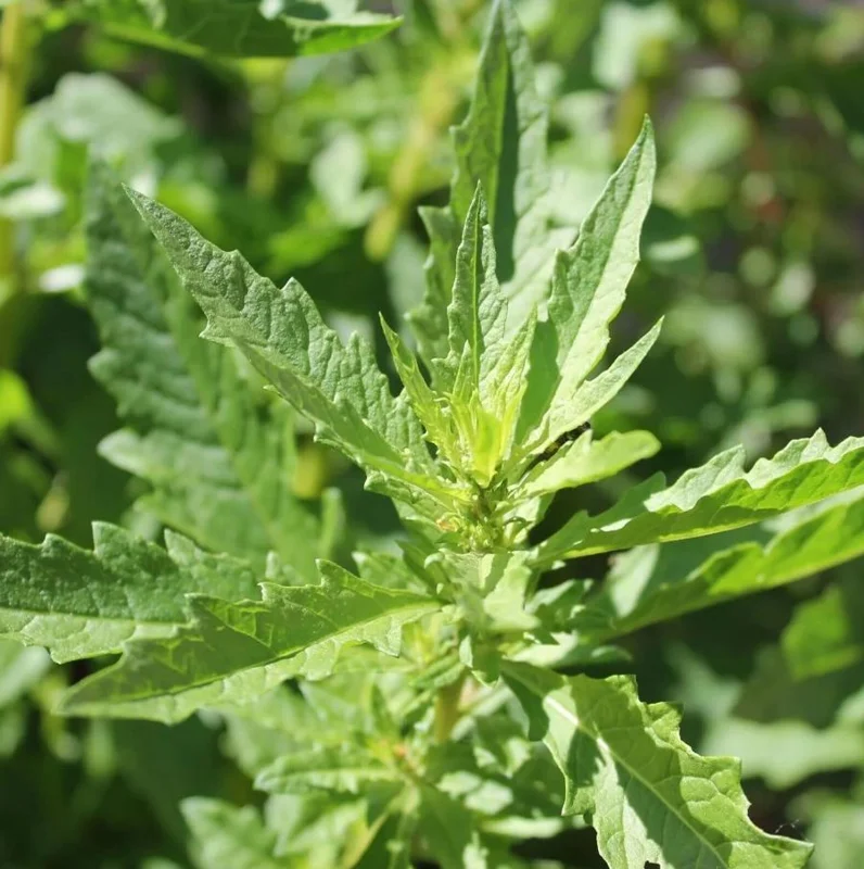 Epazote Live Herb Plant Set – 3 Plants in 4-Inch Pots for Kitchen Garden Epazote Live Herb Plant Set – 3 Plants in 4-Inch Pots for Kitchen Garden - Image 2