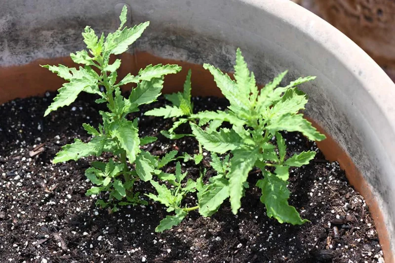 Epazote Live Herb Plant Set – 3 Plants in 4-Inch Pots for Kitchen Garden Epazote Live Herb Plant Set – 3 Plants in 4-Inch Pots for Kitchen Garden - Image 3