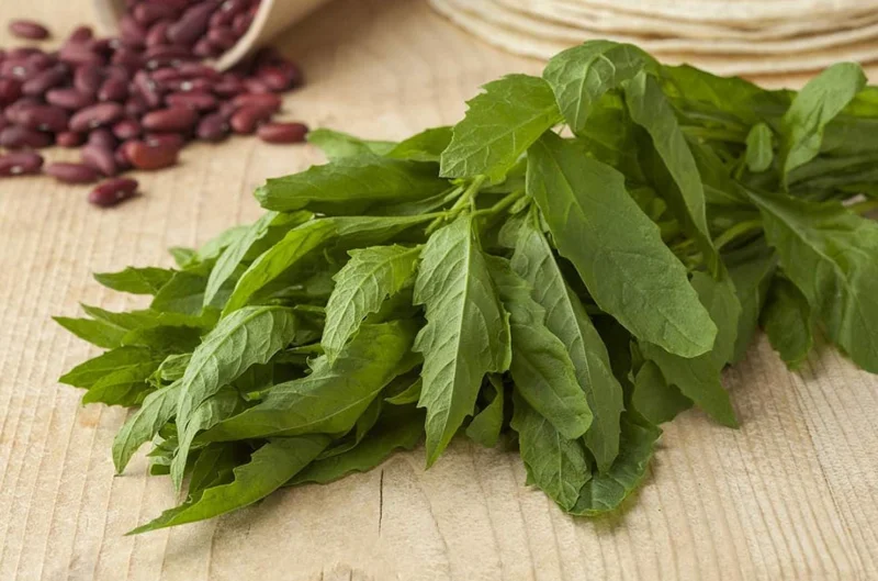 Epazote Live Herb Plant Set – 3 Plants in 4-Inch Pots for Kitchen Garden Epazote Live Herb Plant Set – 3 Plants in 4-Inch Pots for Kitchen Garden - Image 5