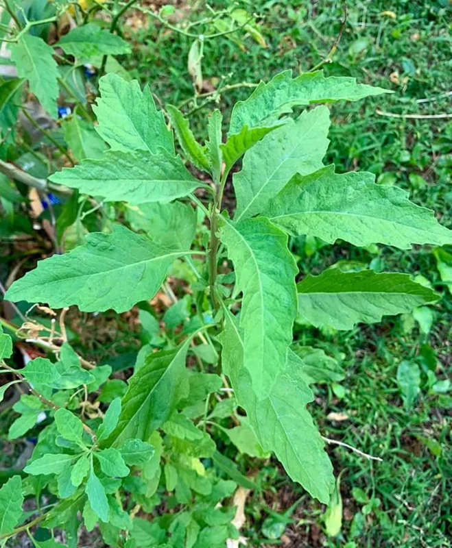 Epazote Live Herb Plant Set – 3 Plants in 4-Inch Pots for Kitchen Garden Epazote Live Herb Plant Set – 3 Plants in 4-Inch Pots for Kitchen Garden - Image 1