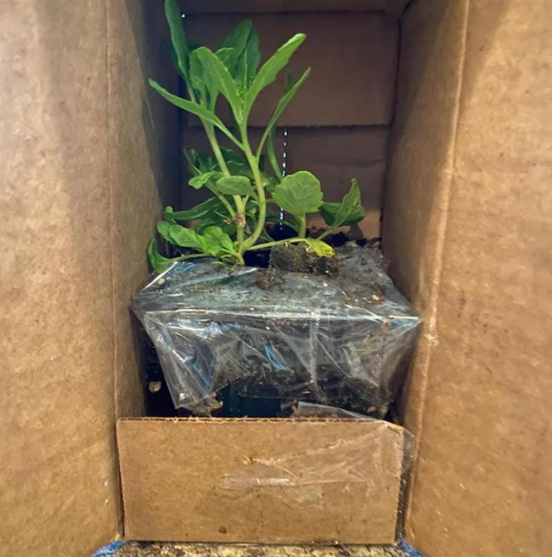 Epazote Live Herb Plant Set – 3 Plants in 4-Inch Pots for Kitchen Garden Epazote Live Herb Plant Set – 3 Plants in 4-Inch Pots for Kitchen Garden - Image 6