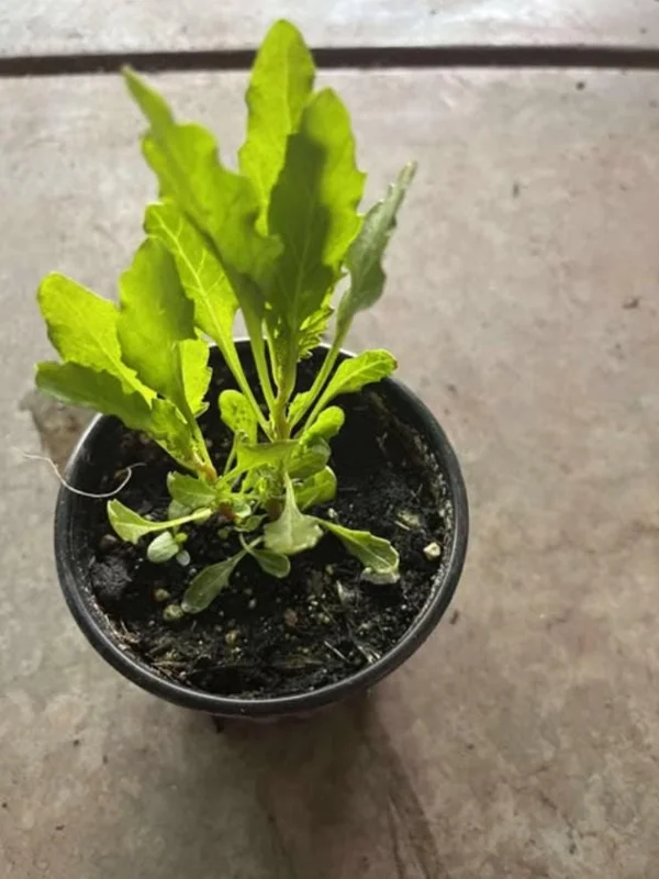 Epazote Live Herb Plant Set – 3 Plants in 4-Inch Pots for Kitchen Garden Epazote Live Herb Plant Set – 3 Plants in 4-Inch Pots for Kitchen Garden - Image 7